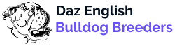 Daz English Bulldog Breeders